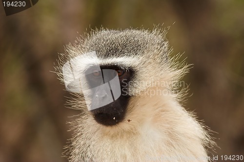 Image of Portrait of a vervet monkey