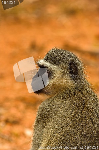 Image of Portrait of a vervet monkey