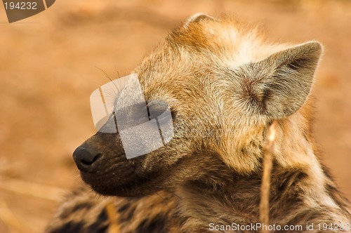 Image of Portrait of a hyena
