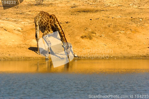 Image of Drinking giraffe
