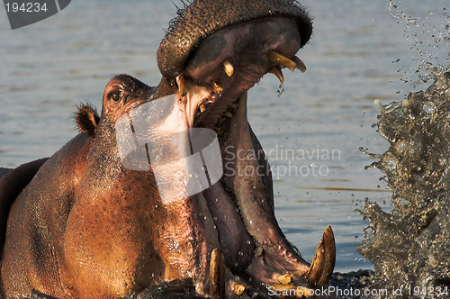 Image of Portrait of a hippopotamus