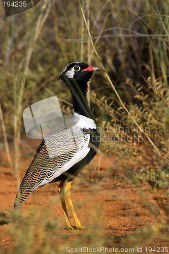 Image of Portrait of a black bustard