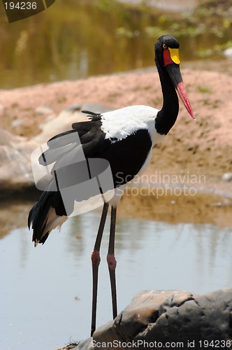 Image of Portrait of a saddle-billed stork