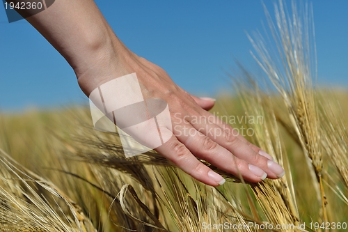 Image of Hand in wheat field