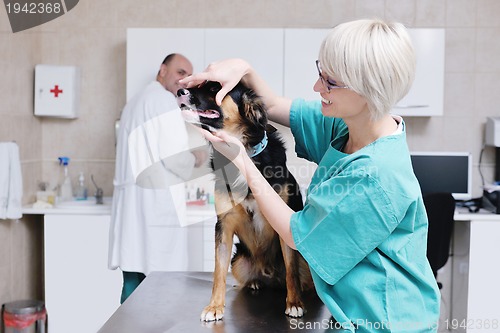 Image of veterinarian and assistant in a small animal clinic