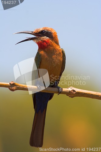 Image of Portrait of a bee-eater