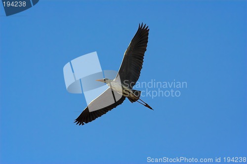 Image of Grey heron