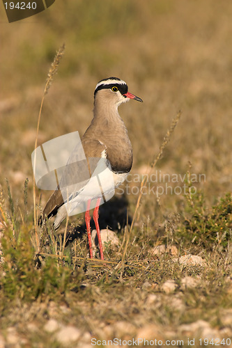 Image of Portrait of a plover