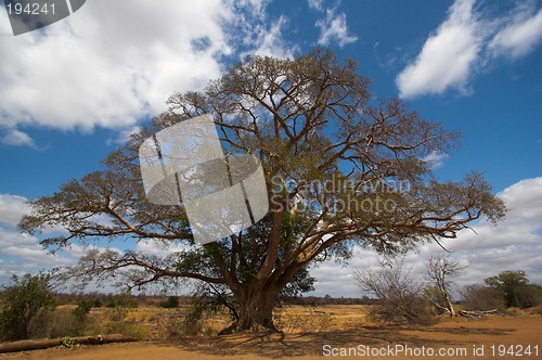 Image of Umbrella thorn
