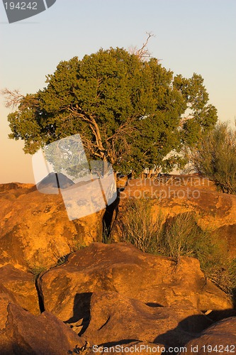 Image of Acacia tree