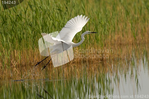 Image of Great egret