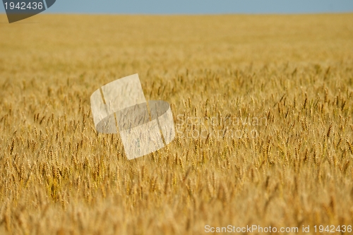 Image of wheat field with blue sky in background