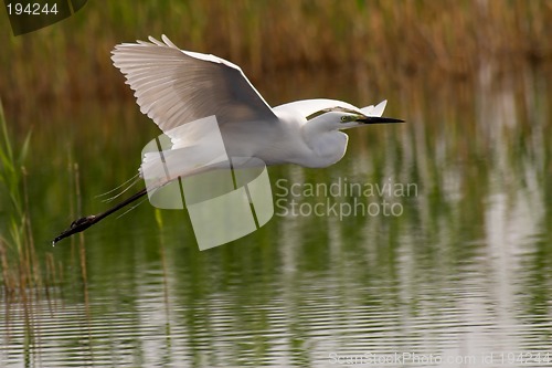 Image of Great egret