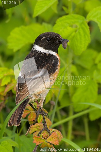 Image of Portrait of a stonechat