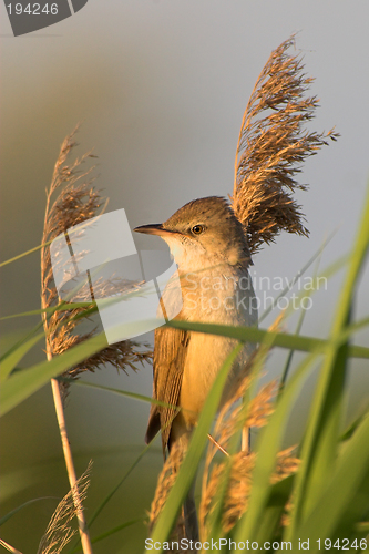 Image of Portrait of a warbler