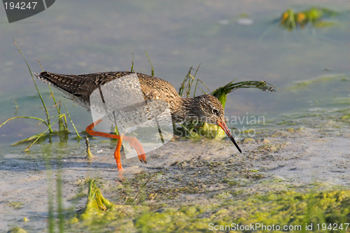 Image of Portrait of a redshank