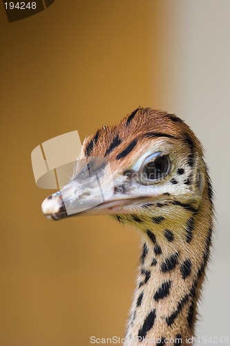 Image of Portrait of an ostrich