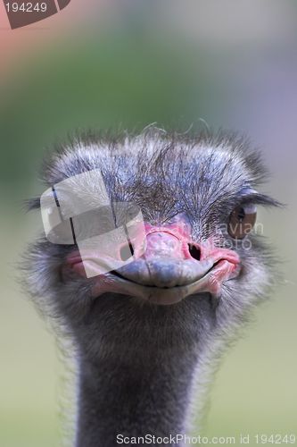 Image of Portrait of an ostrich