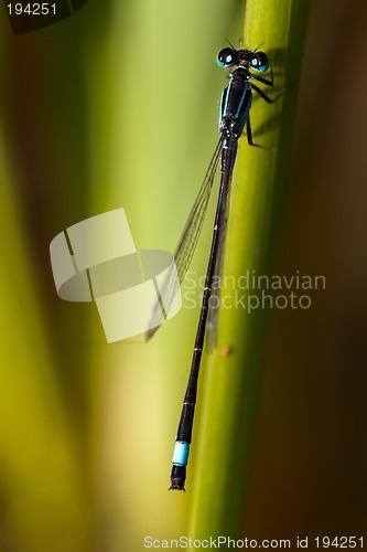 Image of Closeup of a dragonfly