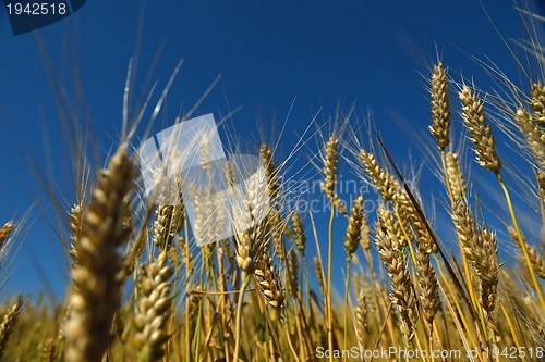 Image of wheat field with blue sky in background