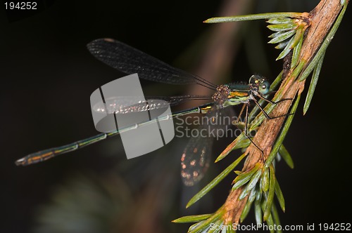 Image of Closeup of a dragonfly