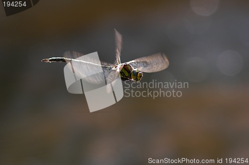 Image of Closeup of a dragonfly