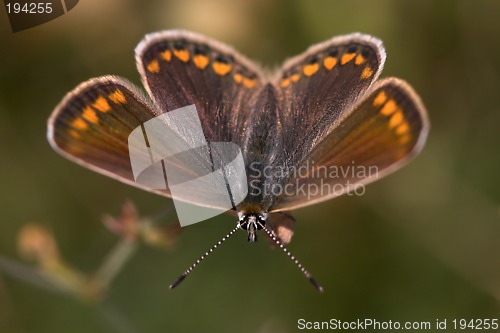 Image of Closeup of a butterfly