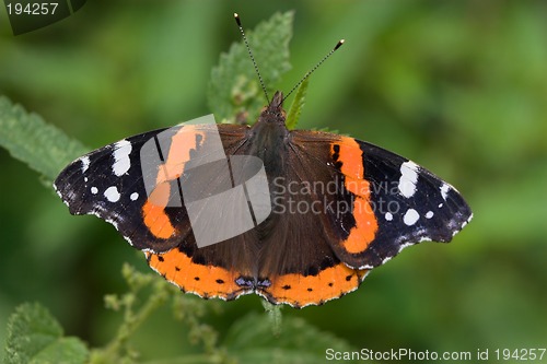 Image of Closeup of a butterfly