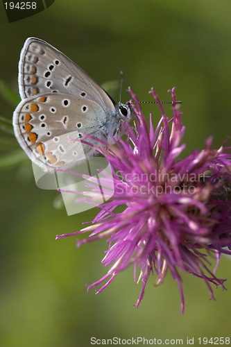 Image of Closeup of a butterfly