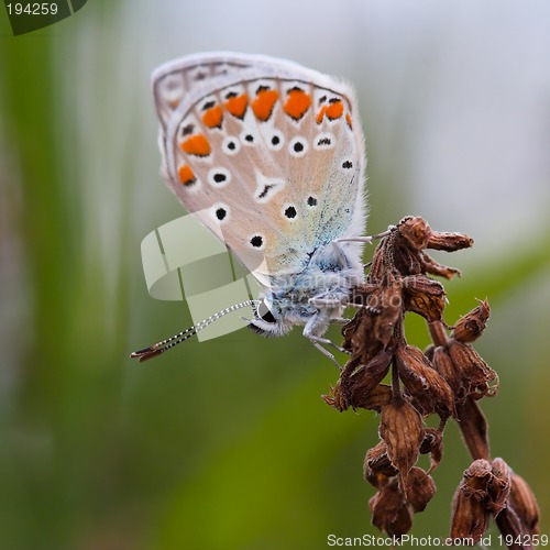 Image of Closeup of a butterfly