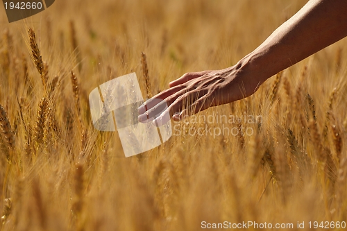 Image of hand in wheat field