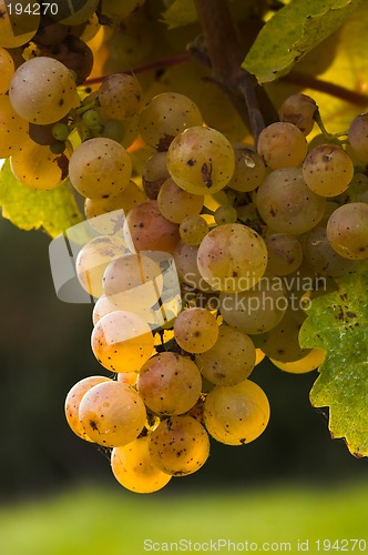 Image of Wine grapes