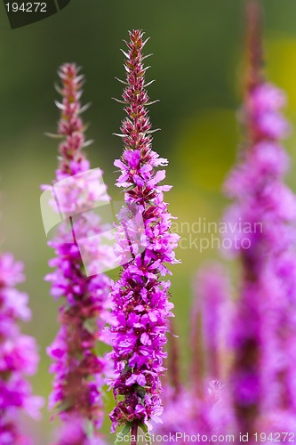 Image of Closeup of flowers