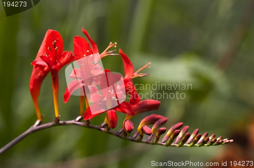 Image of Closeup of a flower