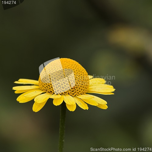 Image of Closeup of a flower