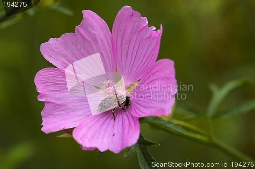 Image of Closeup of a flower