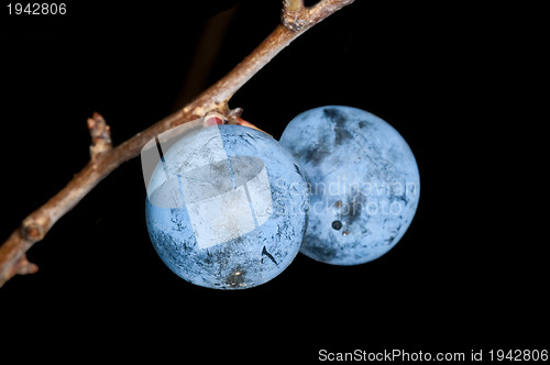 Image of Blackthorn, Prunus spinosus