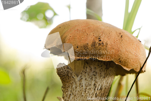 Image of red cap scaber stalk leccinum aurantiacum mushroom 