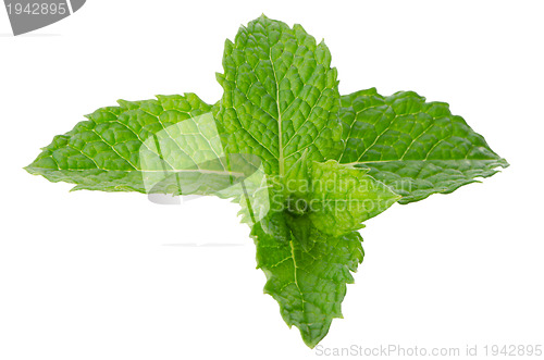 Image of Fresh mint close up