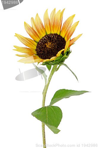 Image of Sunflower flower
