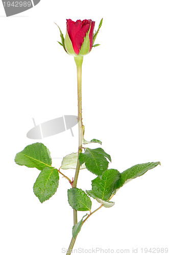 Image of Beautiful red rose