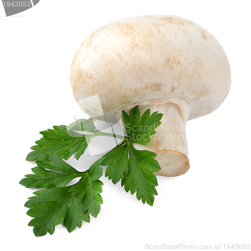 Image of Champignon mushroom and parsley leaves 