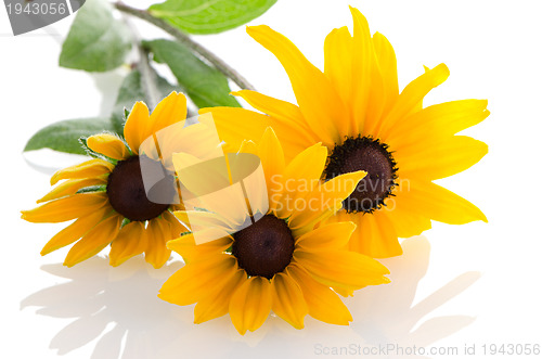 Image of Sunflowers