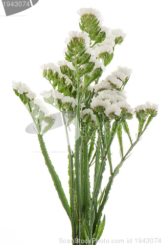 Image of White statice flowers