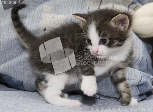 Image of Small kitten