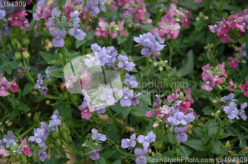 Image of purple and blue summerflowers