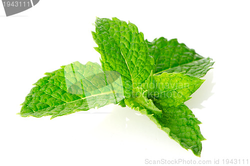 Image of Fresh mint close up