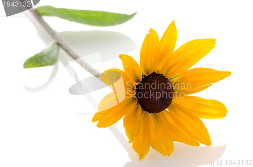 Image of Sunflower