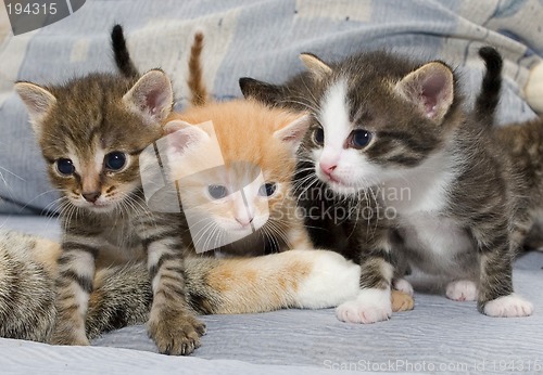 Image of Small kittens