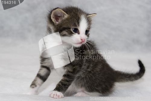 Image of Small kitten